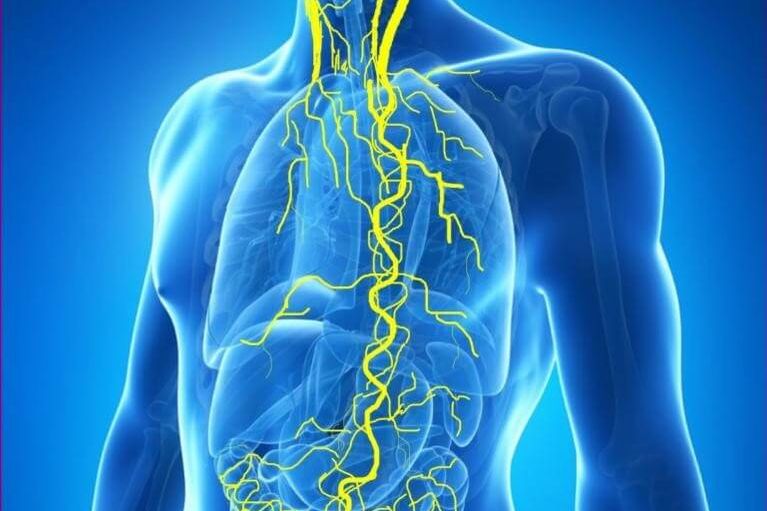 Blue image showing a man's torso with his vagus nerve visible in yellow, for Sarah Lord Physiotherapy and Wellbeing